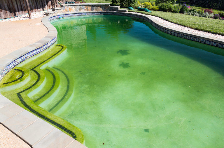Removing Algae in Your Las Vegas Pool